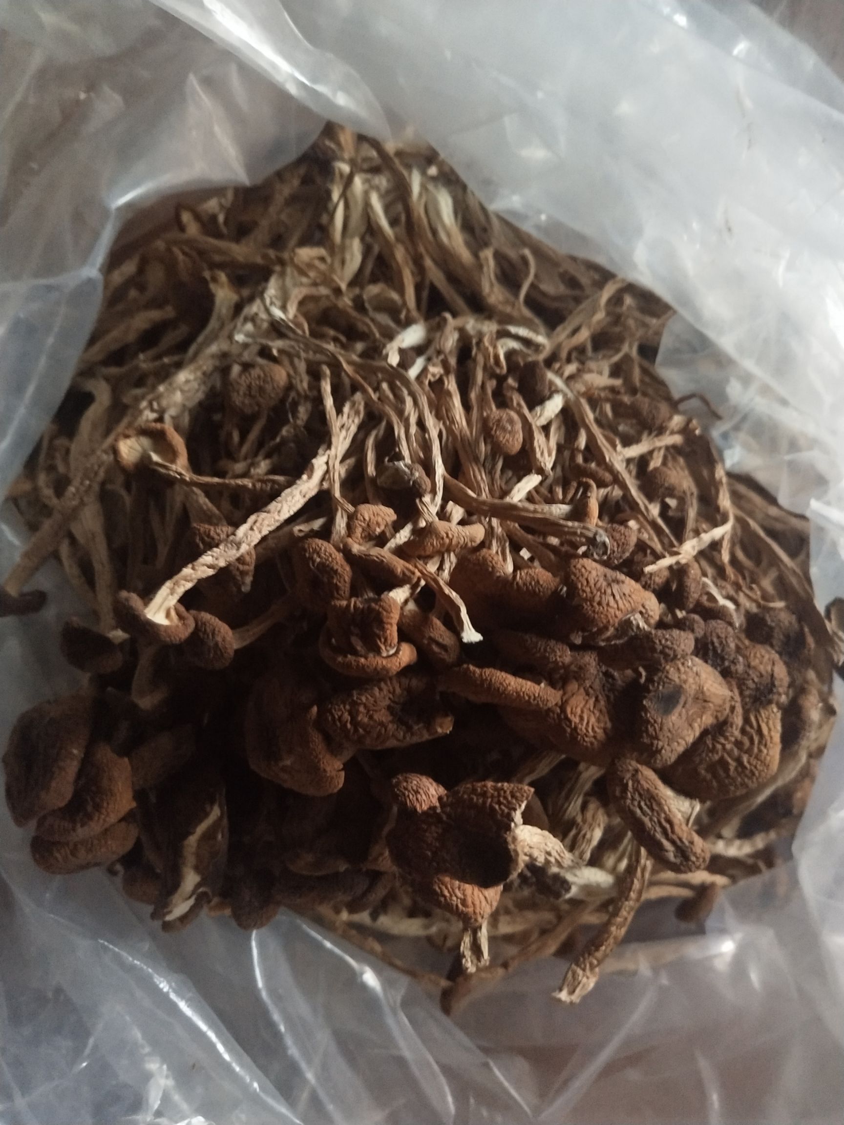 广昌5号茶树菇  古田5号茶树菇不开伞请按购买数量拍否则不发