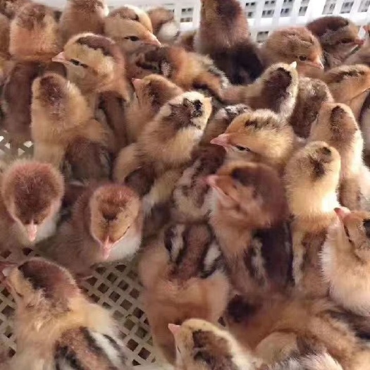 南宁清远麻鸡苗 公