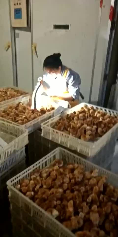 三黄鸡苗  土鸡苗 公 全国发货黄土鸡苗一日龄鸡苗一手货源孵