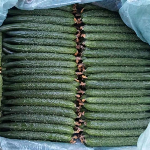黄瓜