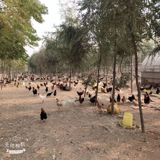 巩义市 供应散养土鸡，求收购。