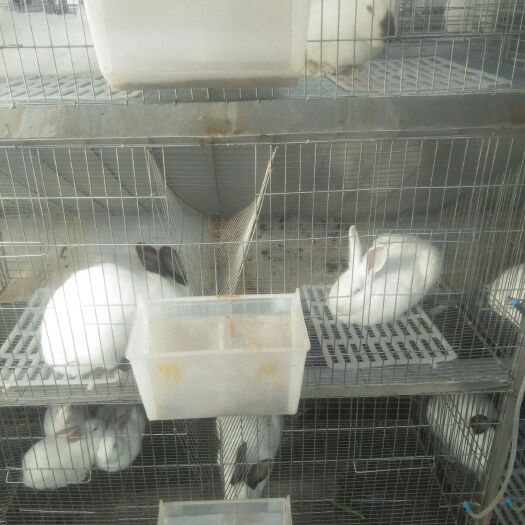 祥云县肉兔  兔子