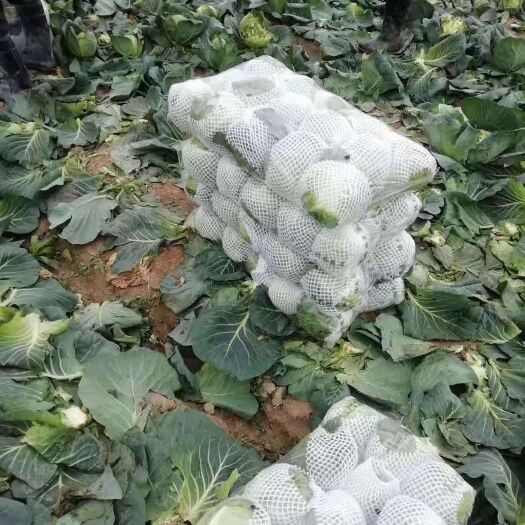 天门市旺旺绿园甘蓝  精品旺旺甘蓝，圆包菜。产地直销，协助找车