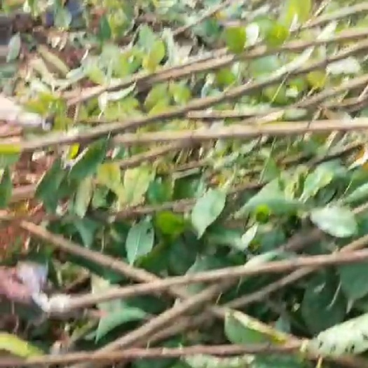 简阳市蜂糖李树苗 基地直批蜂糖李子苗，可到基地直接看货提货