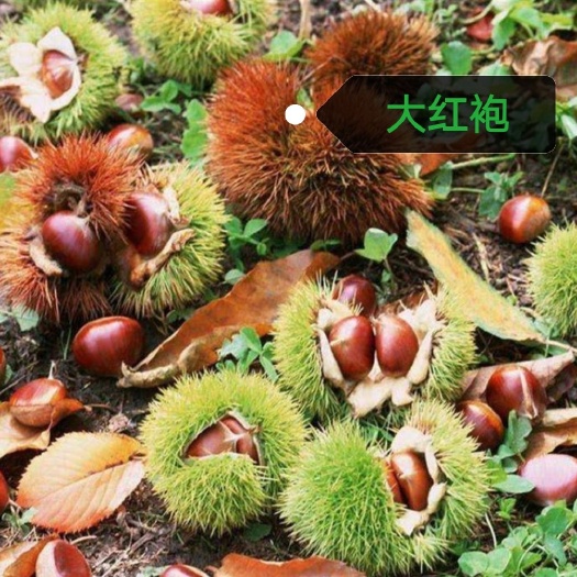 平邑县 大红袍板栗苗，产量高，颗颗嫁接苗，苗圃直发，保证成活率。