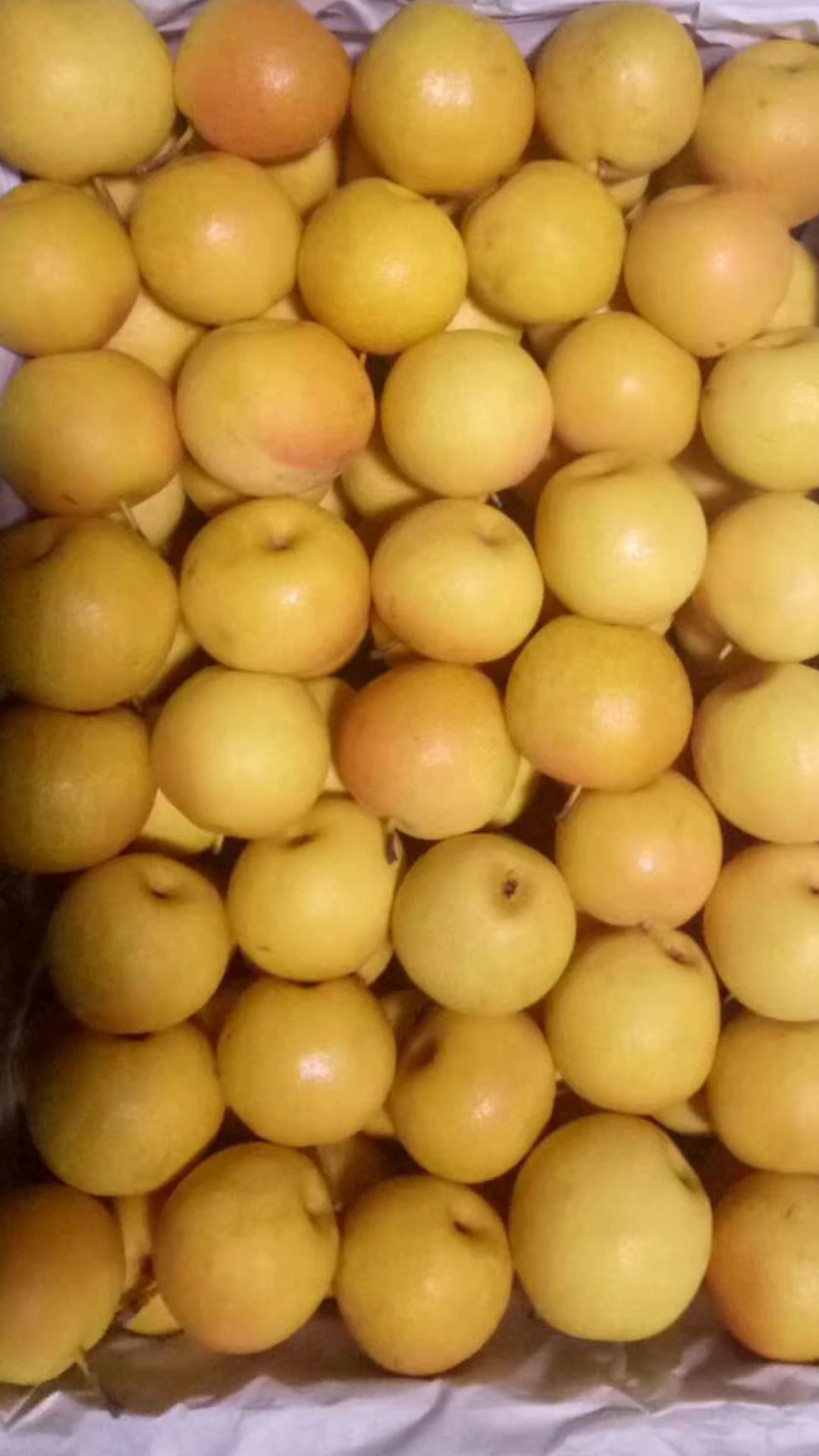  南国梨便宜啦！5—6毛钱，到底价了，嘎嘎甜好吃