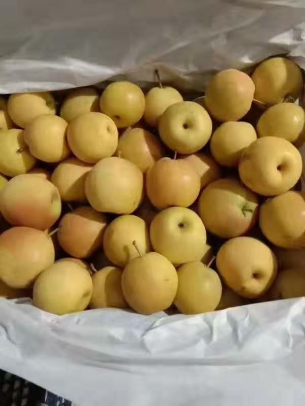  南国梨便宜啦！5—6毛钱，到底价了，嘎嘎甜好吃