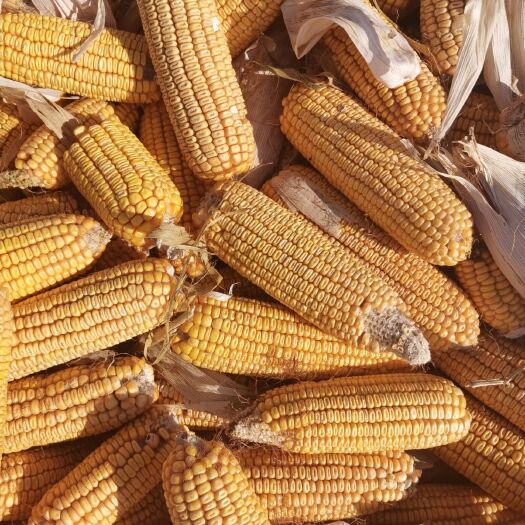大城县玉米糁 大量供应玉米棒。玉米粒代发全国各地质量保证
