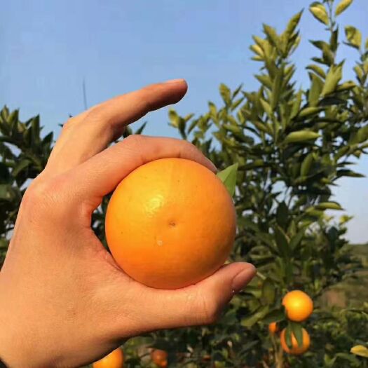 麻阳县麻阳冰糖橙 当地新鲜当季水果