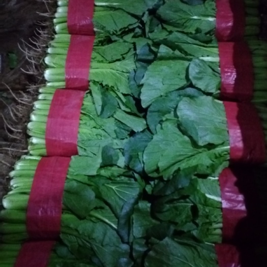 新泰市 优质小白菜，菜品漂亮，价格美丽