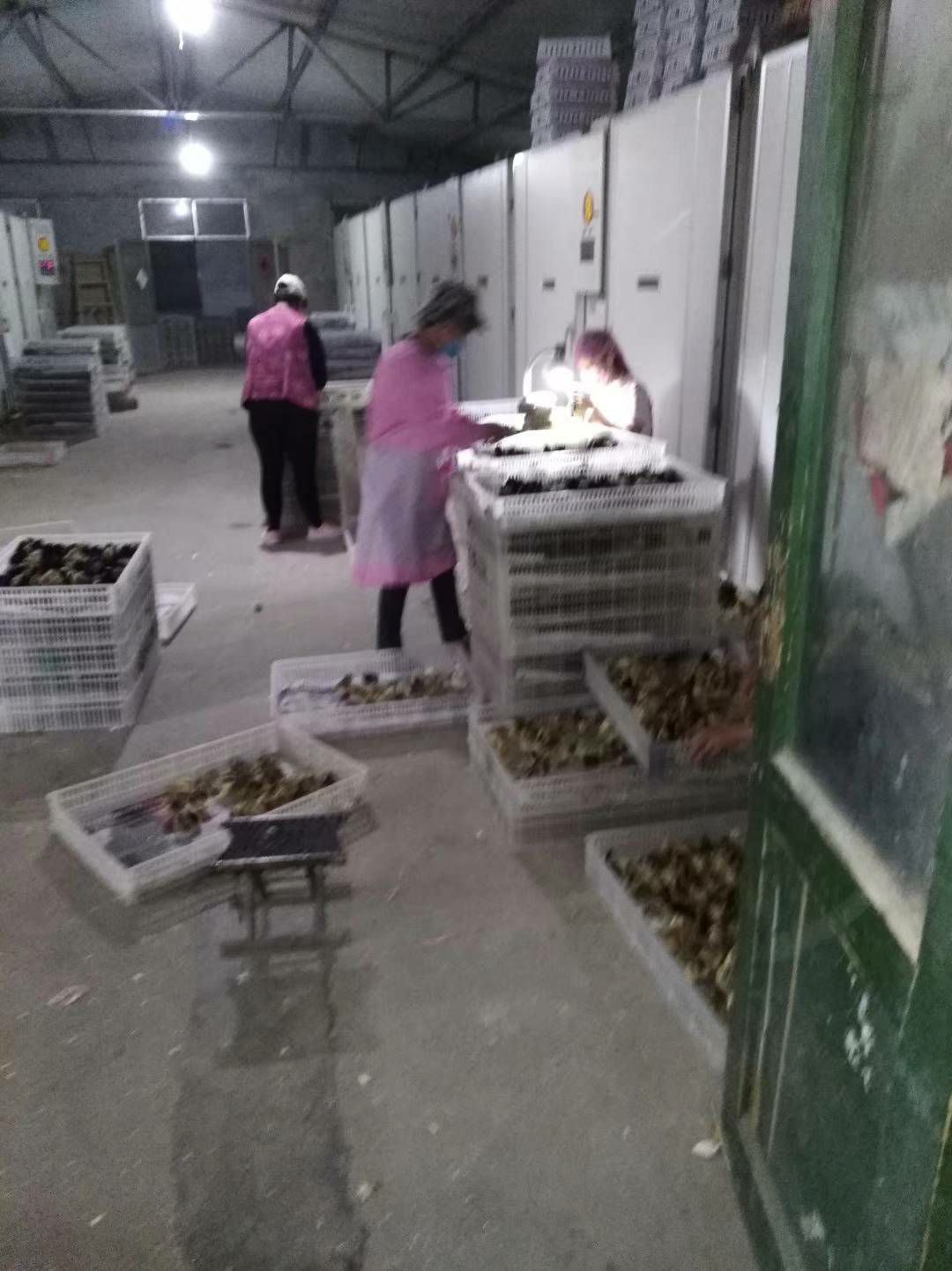 火鸡苗大种火鸡伙鸡苗质量好包教技术直供全国各地打疫苗