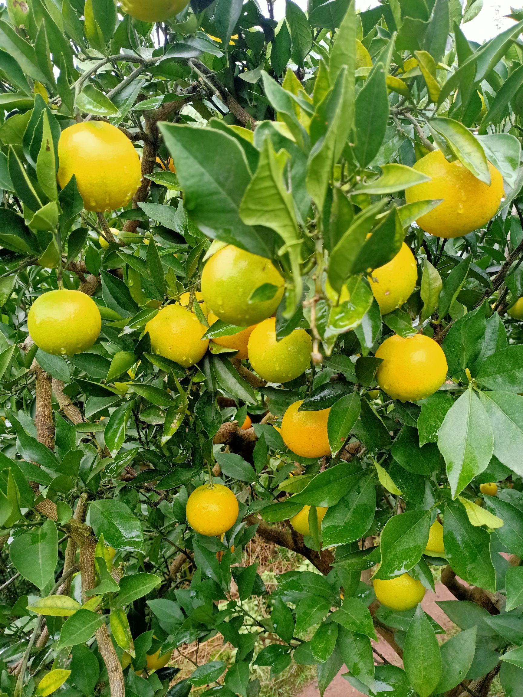  芷江冰糖橙，味甜