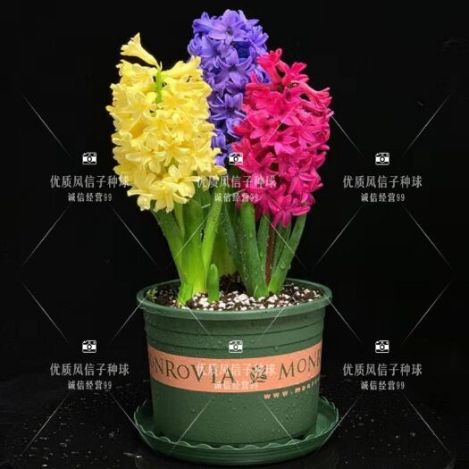 临沂风信子种球水培植物土培盆栽花卉室内绿植四季好养花卉种子