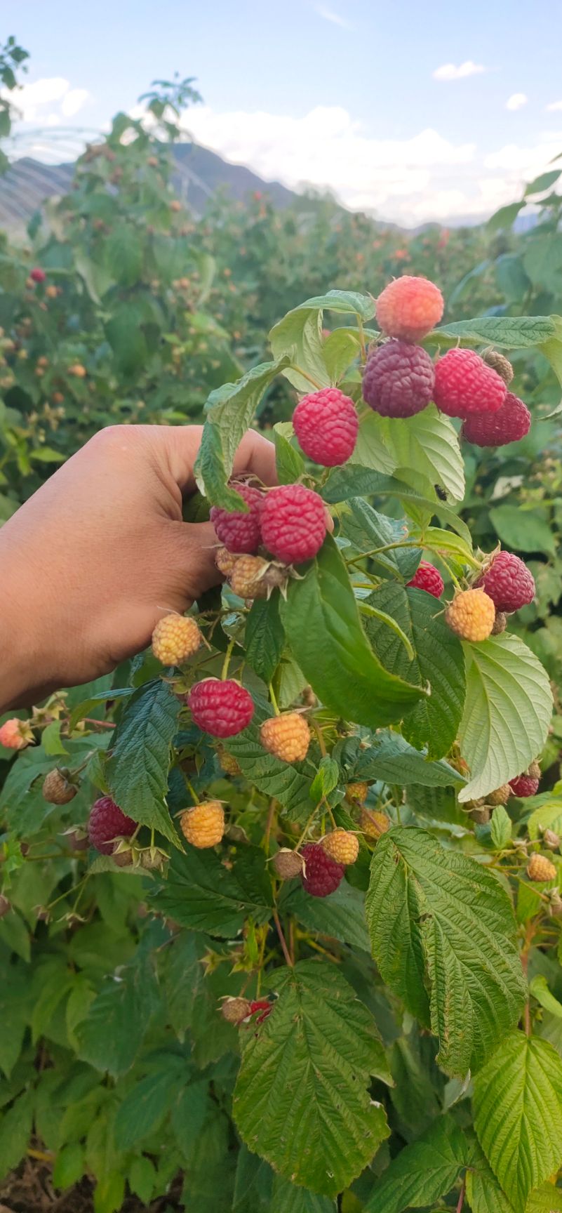 寬甸滿族自治縣紅樹莓