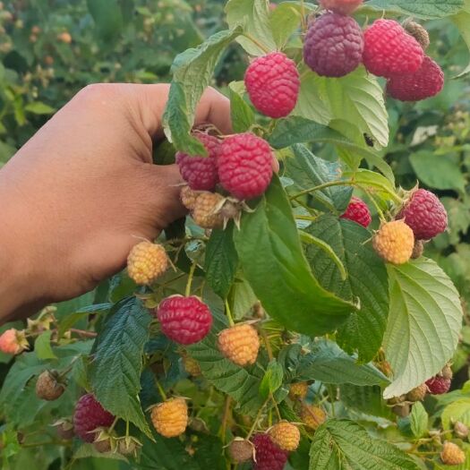 宽甸县红树莓