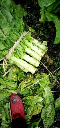 彭州市青叶莴笋 黑牛皮大量上市
