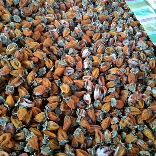 铜川 农家纯手工制作的柿饼，欢迎订购