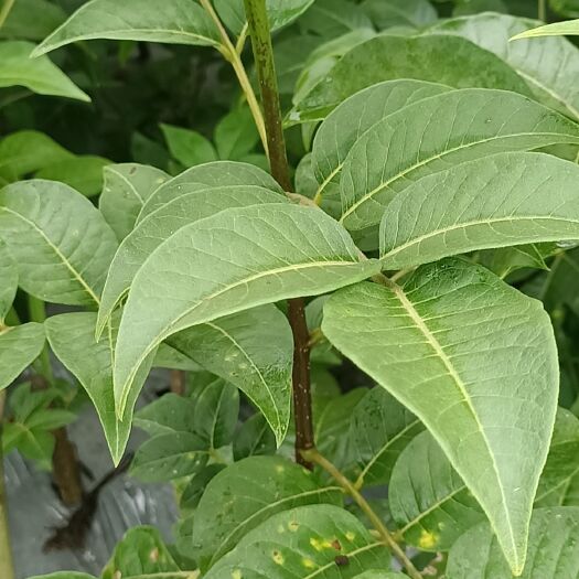 全州县吴茱萸苗