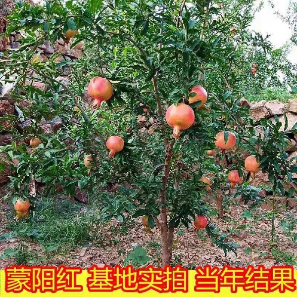 蒙阳红石榴苗  果大 丰产 口感好  可签订合同