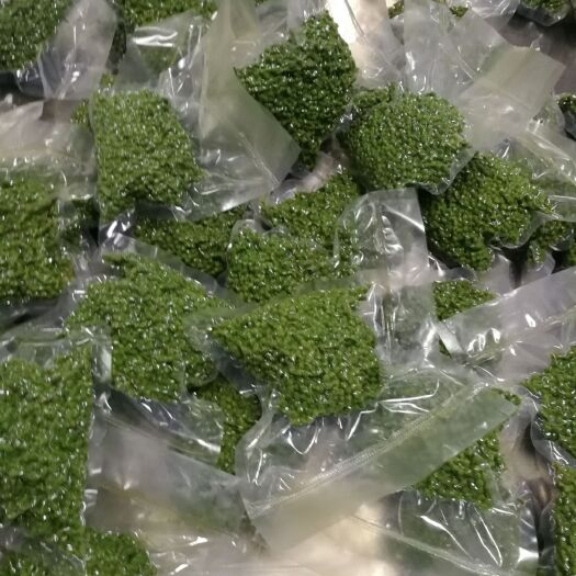 达州 保鲜天知椒青花椒