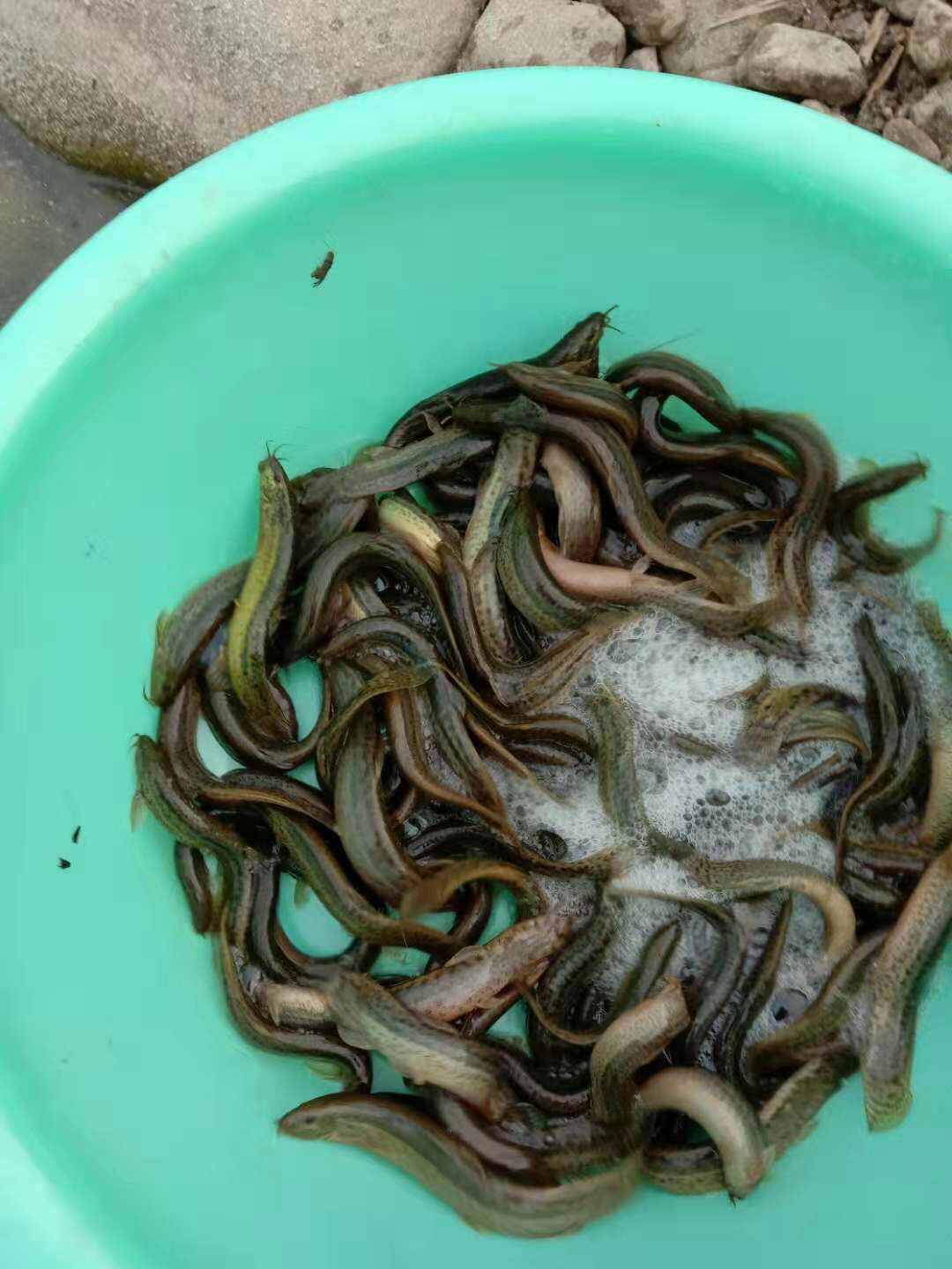  大量出售泥鳅