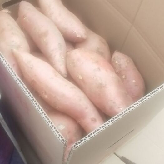 雄县 龙薯九号皮毛好质量保证价格便宜