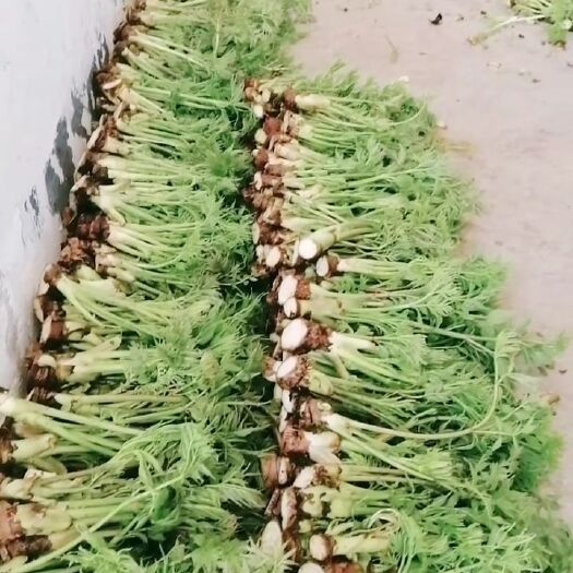 丘北县刺老芽 刺嫩牙