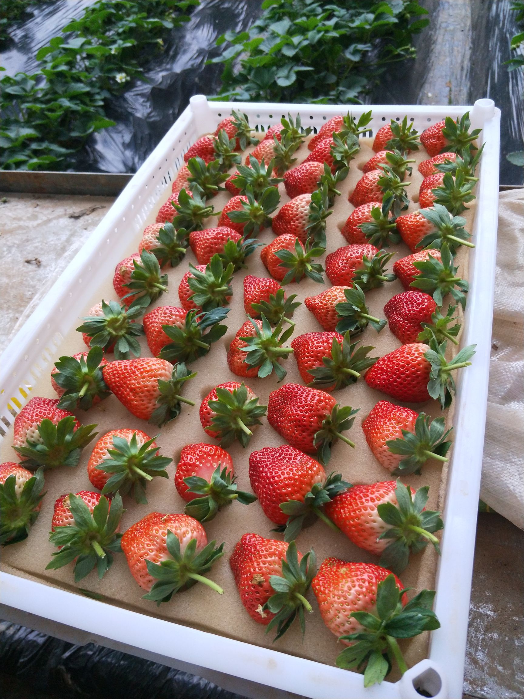  丹东九九红颜草莓全国一件代发包邮包售后