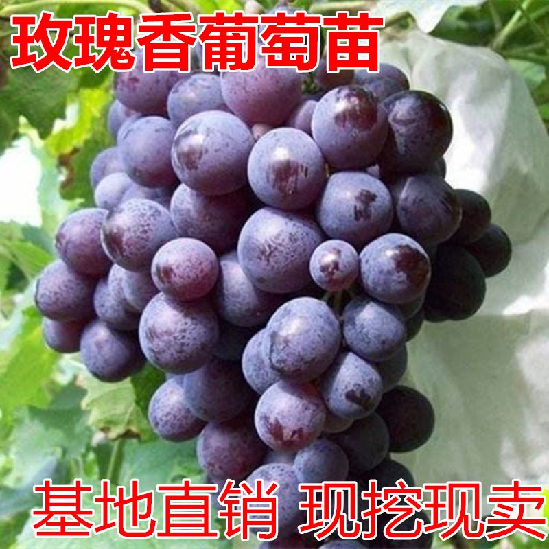 平邑县玫瑰香葡萄苗 玫瑰香葡萄  适合南北方种植，盆栽地栽，当年结果