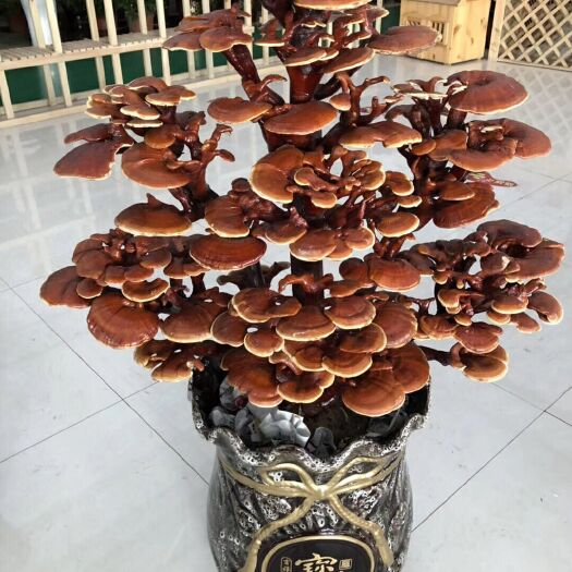冠县紫灵芝