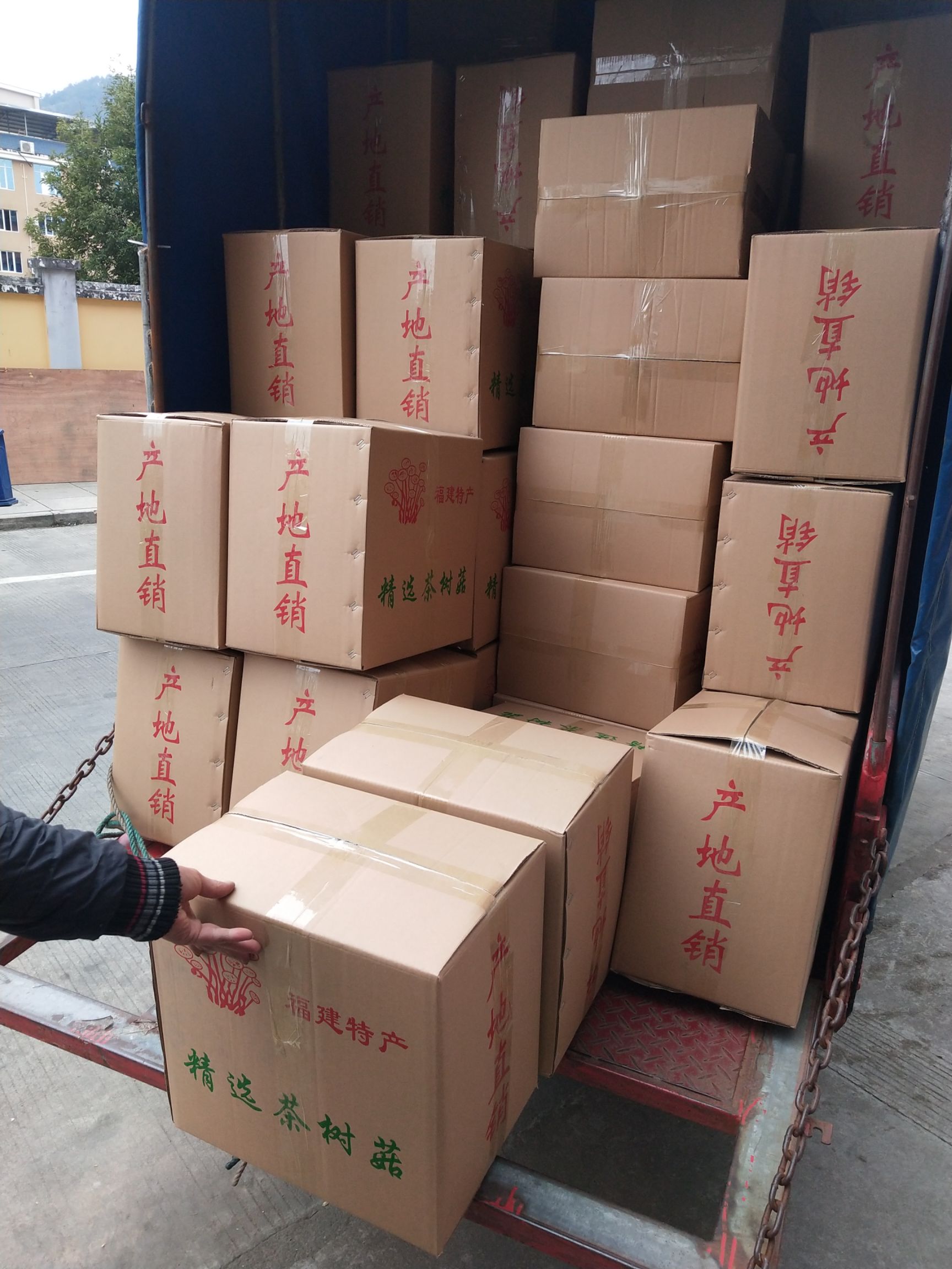 广昌5号茶树菇  古田5号茶树菇不开伞请按购买数量拍否则不发