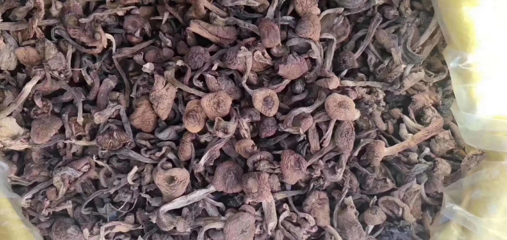 生野干榛蘑 东北绿色食品榛蘑一斤包邮