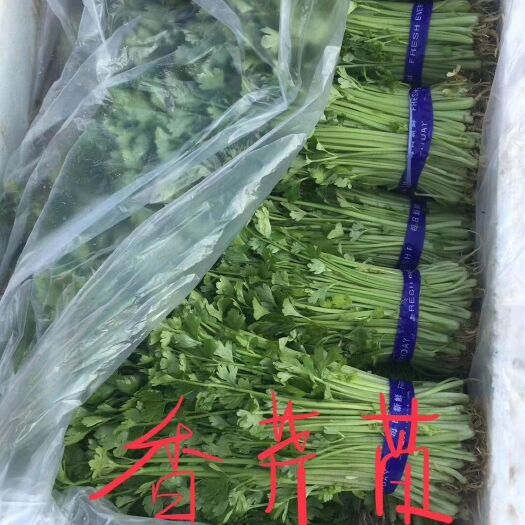 寿光市 芹菜苗、香芹苗，常年不断货