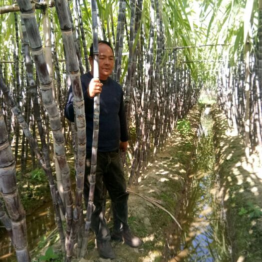  黑皮甘蔗，甘蔗種苗，合作社種植質(zhì)量保證，有平價(jià)返程車輛