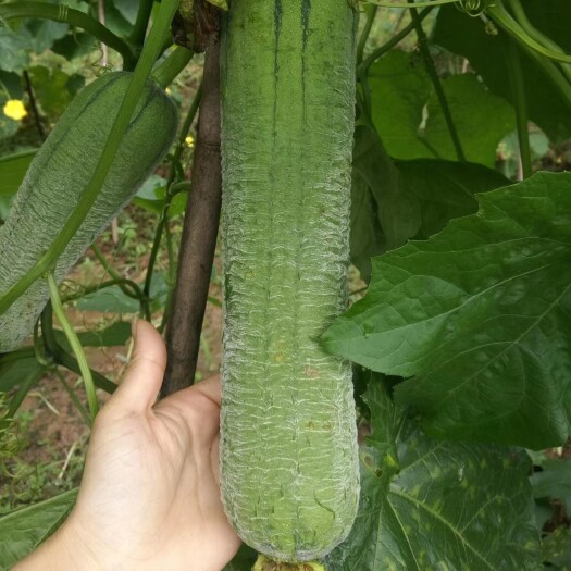 重庆市丝瓜种子 杂交大皱皮早熟丝瓜种