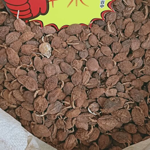 昆明 云南草果