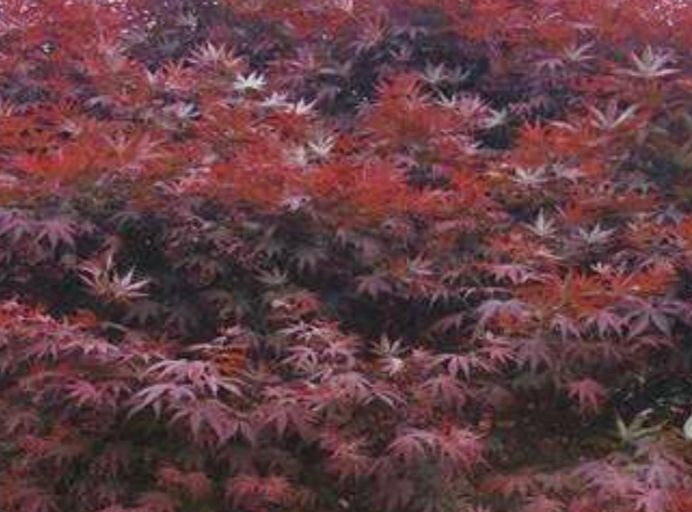 成都中国红枫 红枫基地