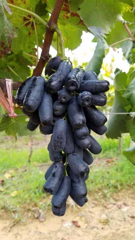 平邑县 蓝宝石葡萄苗 甜蜜蓝宝石葡萄苗 品种纯 多者可签合同