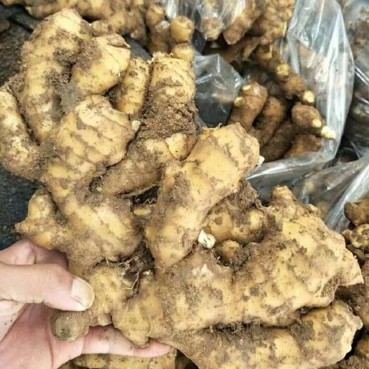 金乡县精品生姜产地【批发】【大黄姜小黄姜】【老姜鲜姜】全国发货