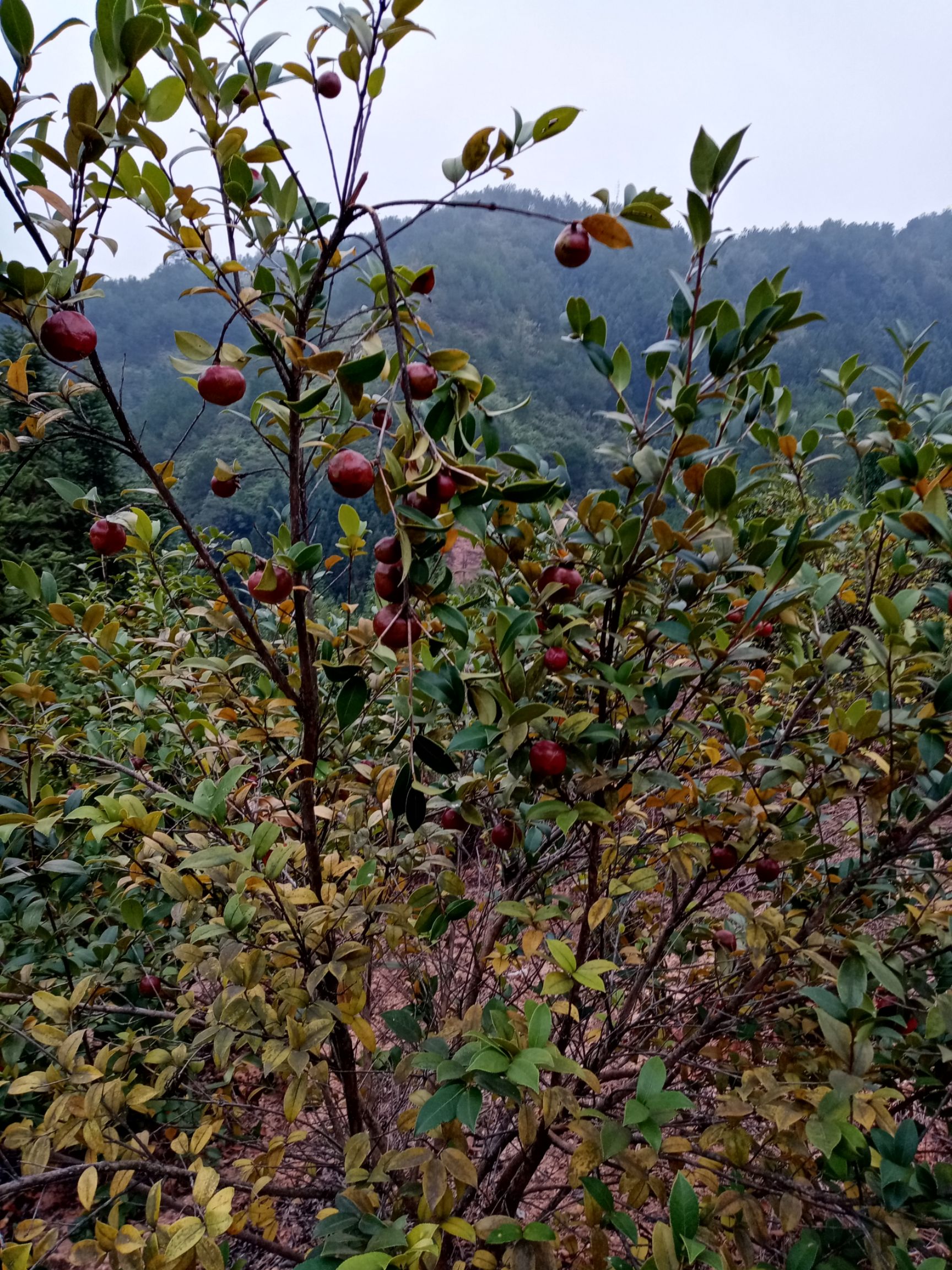 自家種的300畝山茶油,純手工土榨