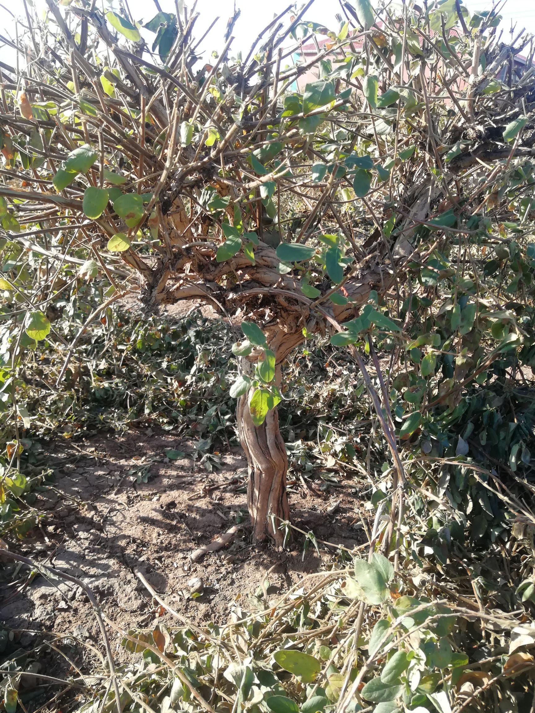 金花3号树形金银花苗  树形金银花 盆景树木金银花大树  批发金银花大树及苗木