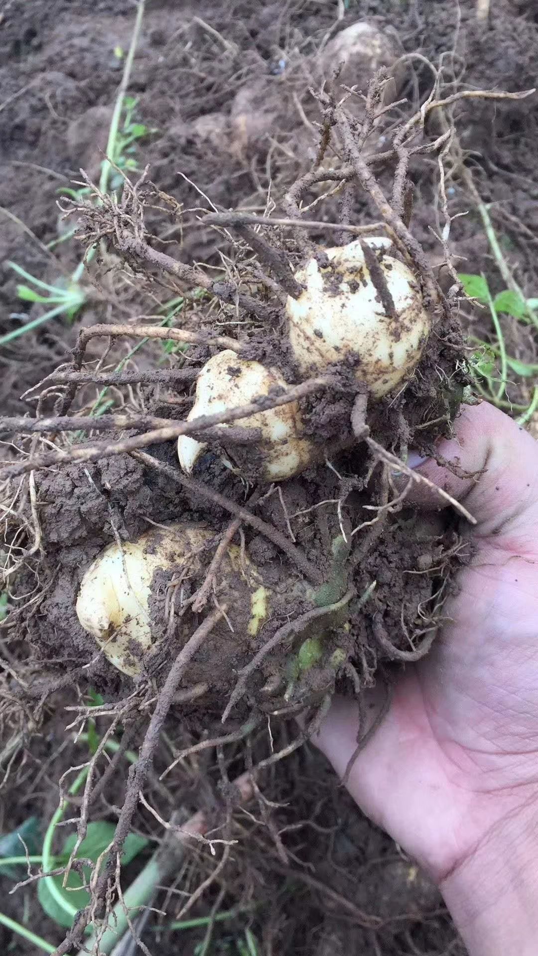 滇黄精 中大小家种块茎