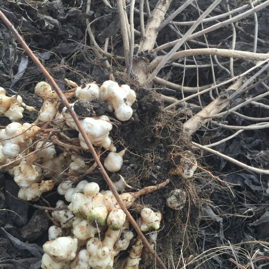 临沂 批发洋姜
大量批发自家种植白洋姜，价格优惠，欢迎选购。蔬