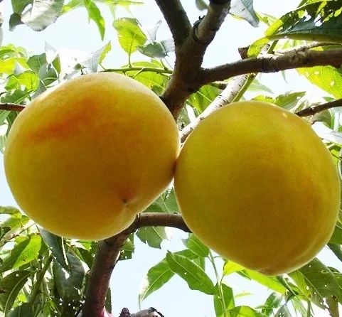  黄桃苗 特早黄香蜜0号1号桃树苗 黄金桃树苗 基地直供包邮