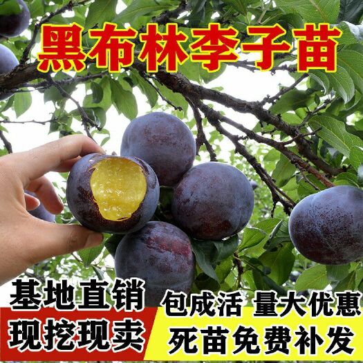 平邑县黑布林苗 黑布林李子苗中熟李子苗现挖现卖根系发达包成活量大优惠