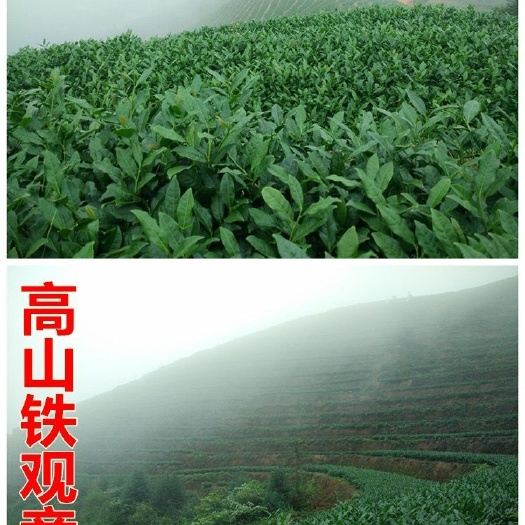 四会市 只做正宗安溪铁观音