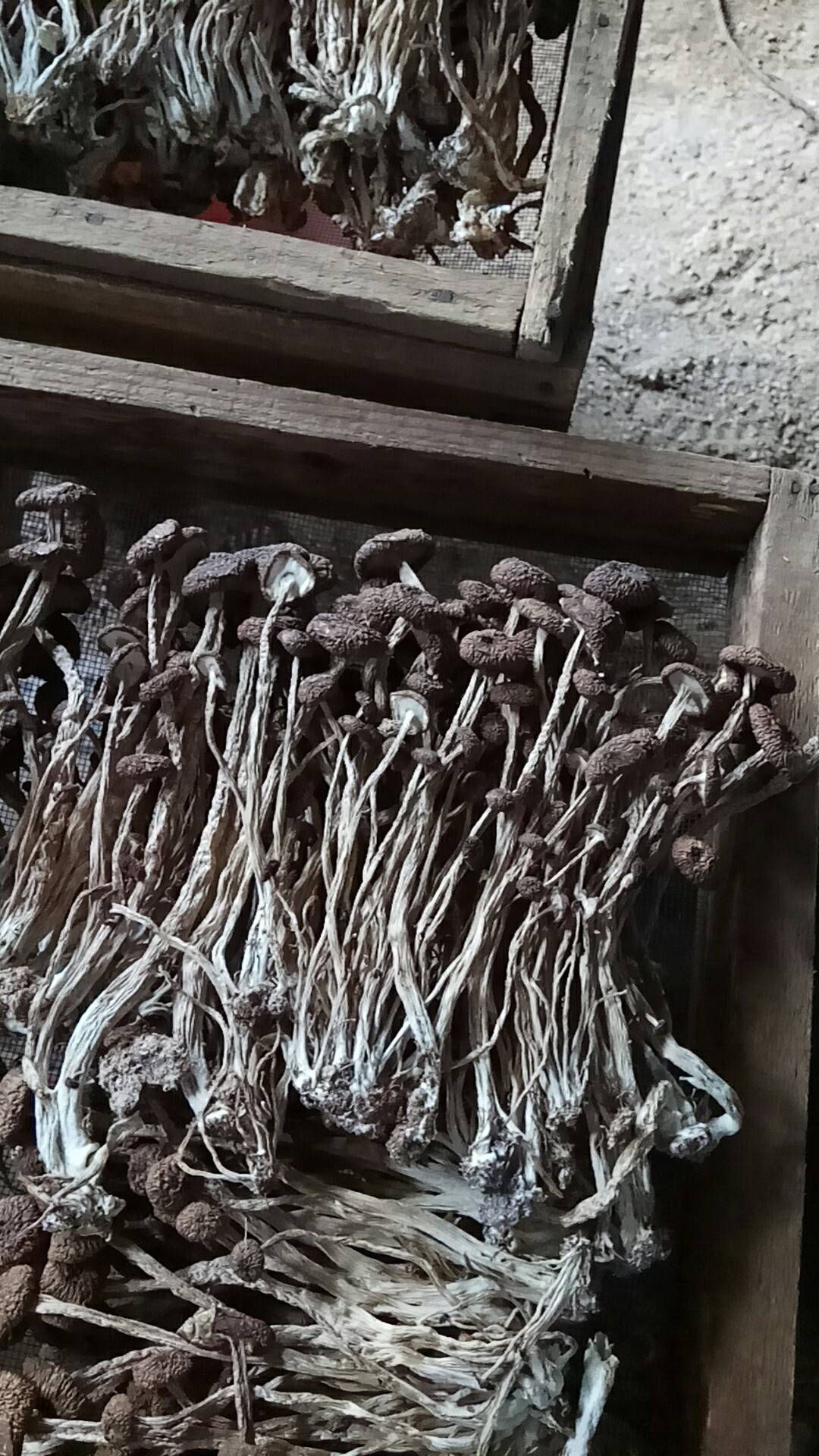  精品3号茶树菇