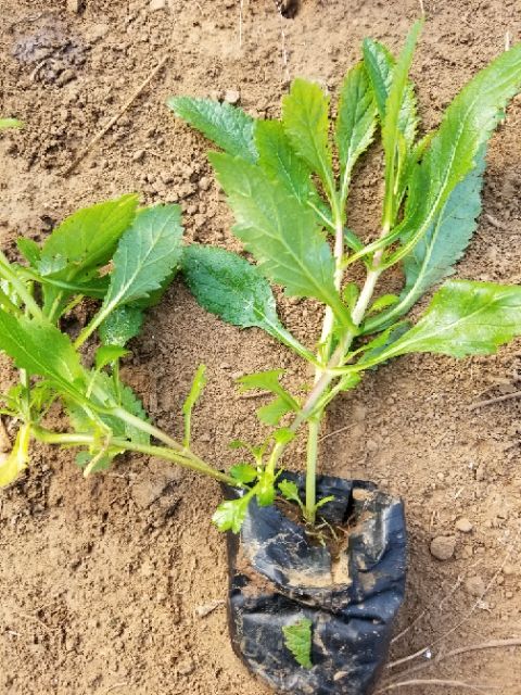 其它苗木 柳叶马鞭草