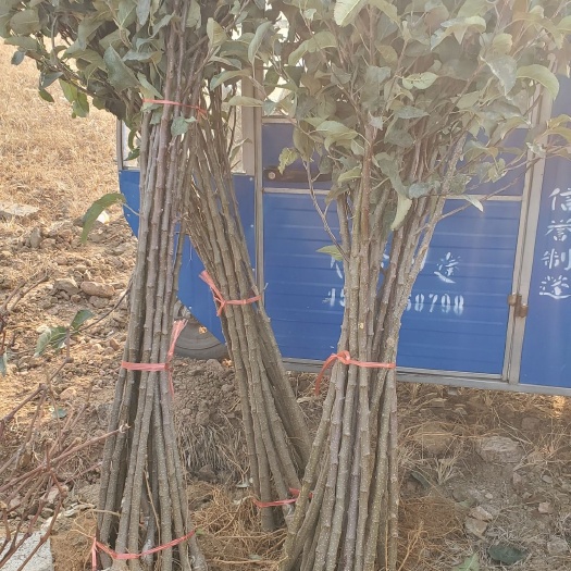平邑县 苹果树苗苹果苗红富士冰糖心烟富庭园果园种植当年结果