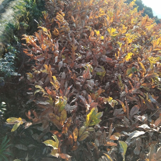 辰溪县油栗苗 板栗苗